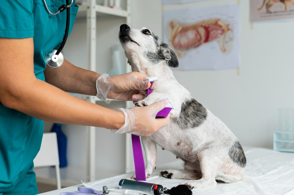 775318 - Dyrvet - Europa News 24h Vet in teal scrubs ties a purple bandage on a small dog's leg during an exam on an examination table.